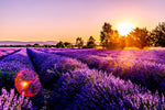 8 Healing Effects of Lavender